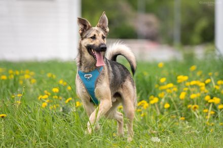 Sportlicher Alex wünscht sich ein aktives Zuhause