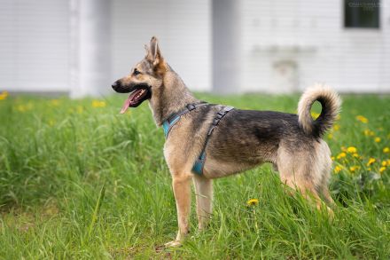 Sportlicher Alex wünscht sich ein aktives Zuhause