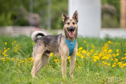 Sportlicher Alex wünscht sich ein aktives Zuhause