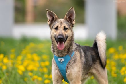 Sportlicher Alex wünscht sich ein aktives Zuhause