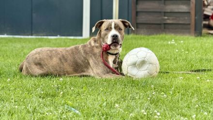 Mischlingshund Lucky