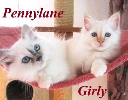 Birmakitten suchen einen neuen Platz