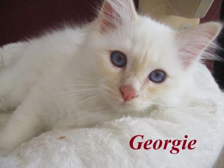 Birmakitten suchen einen neuen Platz