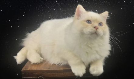 Birmakitten suchen einen neuen Platz