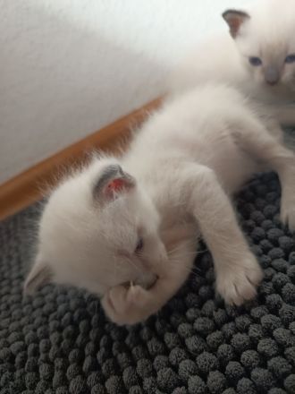 Siam Kitten