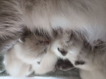 Siam Kitten noch 1 Kitten frei!!