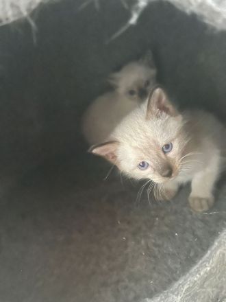 Siam Kitten
