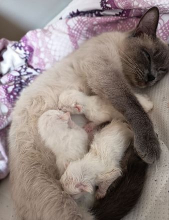 Siam Kitten noch 1 Kitten frei!!