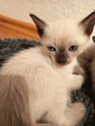 Siam Kitten