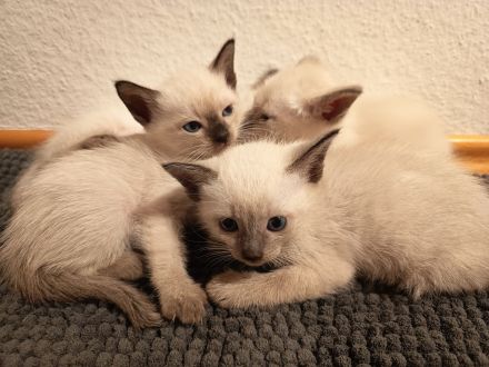 Siam Kitten