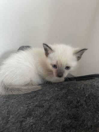 Siam Kitten