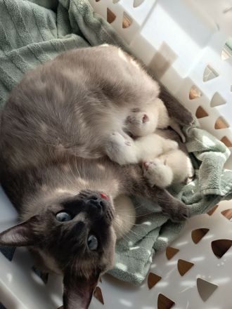 Siam Kitten noch 1 Kitten frei!!