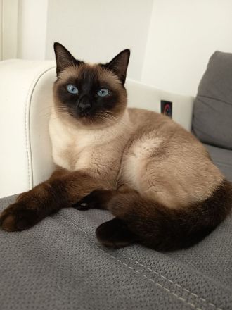 Siam Kitten noch 1 Kitten frei!!