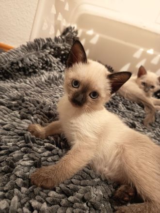 Siam Kitten noch 1 Kitten frei!!