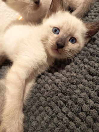 Siam Kitten