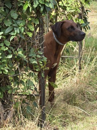Rhodesian Ridgeback Deckrüde
