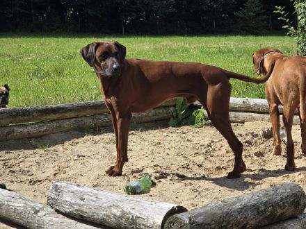 Rhodesian Ridgeback Deckrüde