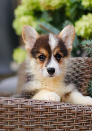 Zauberhafte Welsh Corgi Pembroke Hündinnen suchen ein Zuhause