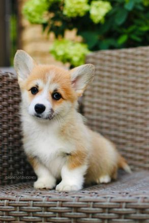 Zauberhafte Welsh Corgi Pembroke Hündinnen suchen ein Zuhause
