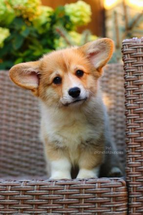 Zauberhafte Welsh Corgi Pembroke Hündinnen suchen ein Zuhause