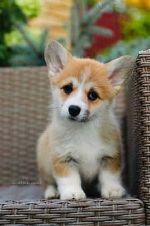 Zauberhafte Welsh Corgi Pembroke Hündinnen suchen ein Zuhause