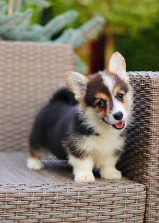 Zauberhafte Welsh Corgi Pembroke Hündinnen suchen ein Zuhause