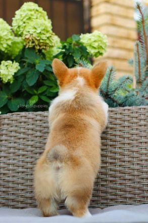 Zauberhafte Welsh Corgi Pembroke Hündinnen suchen ein Zuhause