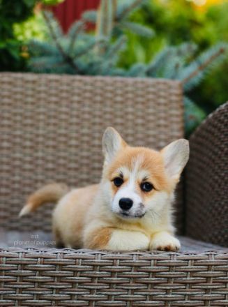 Zauberhafte Welsh Corgi Pembroke Hündinnen suchen ein Zuhause