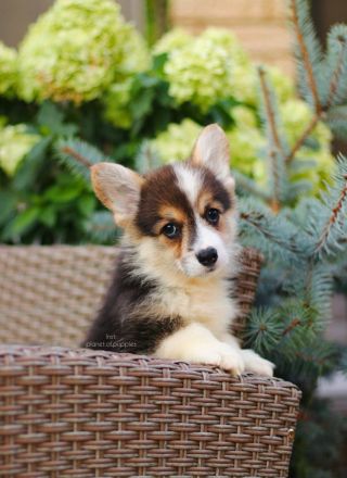 Zauberhafte Welsh Corgi Pembroke Hündinnen suchen ein Zuhause