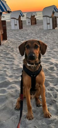 Kayo (männlicher Mischling, zur Pflege in 23701 Bockholt)