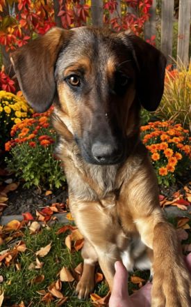 Kayo (männlicher Mischling, zur Pflege in 23701 Bockholt)