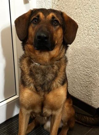 Kayo (männlicher Mischling, zur Pflege in 23701 Bockholt)
