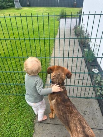 Kayo (männlicher Mischling, zur Pflege in 23701 Bockholt)