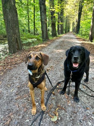 Kayo (männlicher Mischling, zur Pflege in 23701 Bockholt)