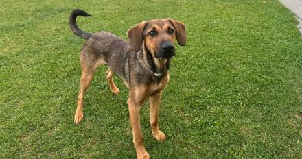 Kayo (männlicher Mischling, zur Pflege in 23701 Bockholt)