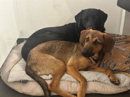 Kayo (männlicher Mischling, zur Pflege in 23701 Bockholt)