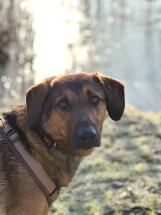 Kayo (männlicher Mischling, zur Pflege in 23701 Bockholt)