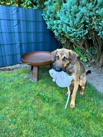 Kayo (männlicher Mischling, zur Pflege in 23701 Bockholt)