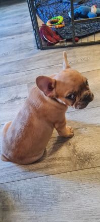 Französische Bulldoggen Welpen