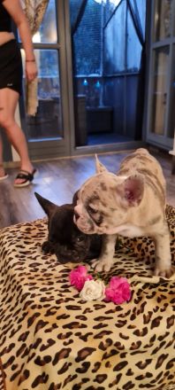 Französische Bulldoggen Welpen