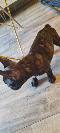 Französische Bulldoggen Welpen