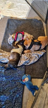 Französische Bulldoggen Welpen