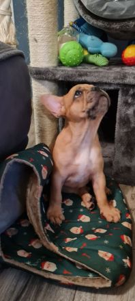 Französische Bulldoggen Welpen