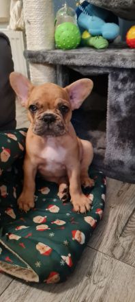 Französische Bulldoggen Welpen
