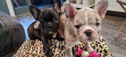 Französische Bulldoggen Welpen