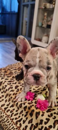 Französische Bulldoggen Welpen