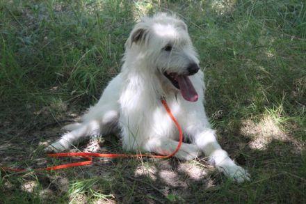 Yuki, Schnauzer-Mix, geb. 2022, schüchterner Rüde sucht freundlichen Zweithund