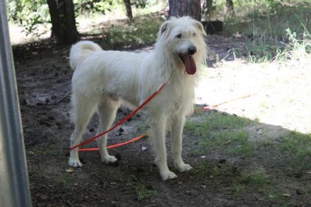 Yuki, Schnauzer-Mix, geb. 2022, schüchterner Rüde sucht freundlichen Zweithund