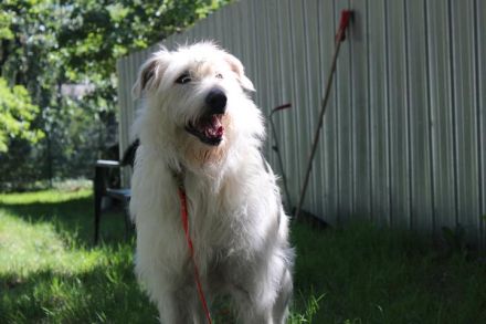 Yuki, Schnauzer-Mix, geb. 2022, schüchterner Rüde sucht freundlichen Zweithund
