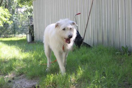 Yuki, Schnauzer-Mix, geb. 2022, schüchterner Rüde sucht freundlichen Zweithund